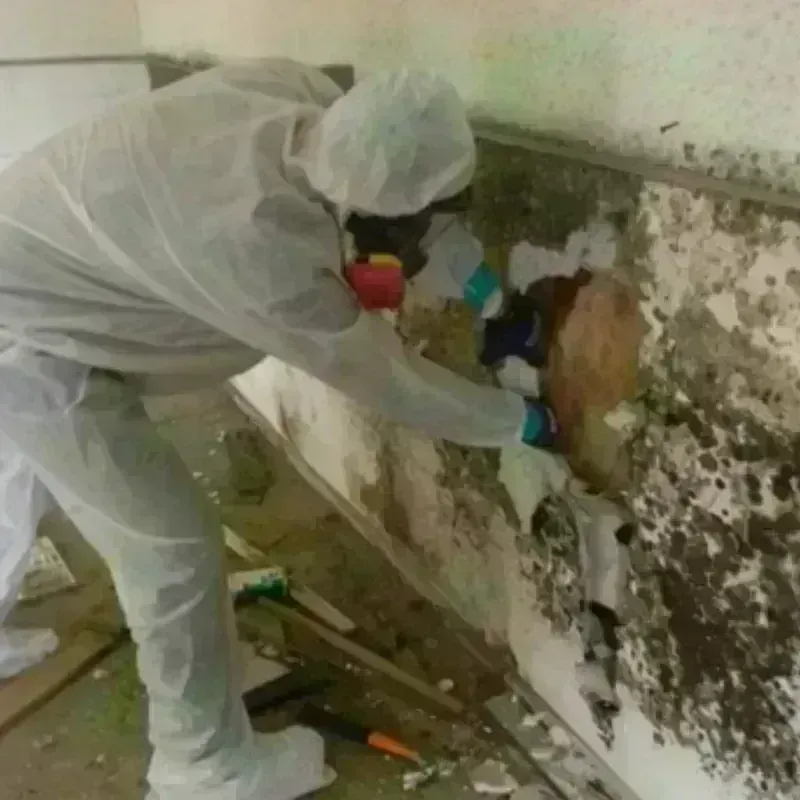 Mold Remediation and Removal in Tipton County, IN